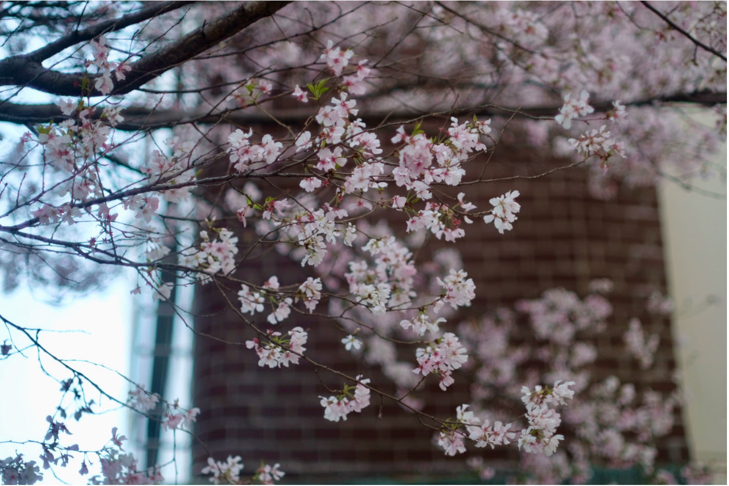 FUJIFILM X-T2で撮影した桜